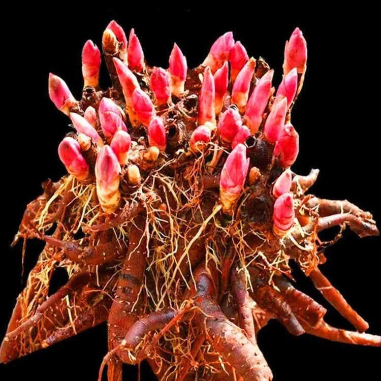 Peony Root Stock, Peony Seedlings, Perennial Peony Plant, Potted Peony Bulbs with Buds, Peony Root Clumps