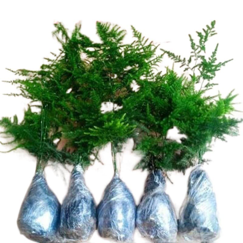 Asparagus Fern Buy One Get One Free Easy Care Green Plant Large Asparagus Fern Potted Plant Live Plant Absorbs Formaldehyde Purifies Air