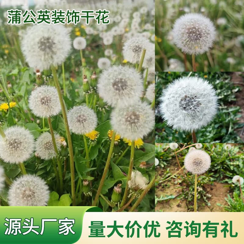 Everlasting Dandelion Flowers Natural Dried Flowers for Decoration DIY Resin Flower Materials Round Shape White Color