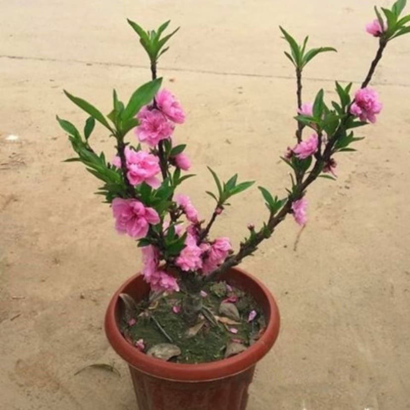 Double-Petaled Peach Blossom Longevity Peach Potted Plant, Longevity Peach Sapling Bonsai Tree Stump, Five-Bead Longevity Peach Potted Plant, Easy to Maintain and Survive