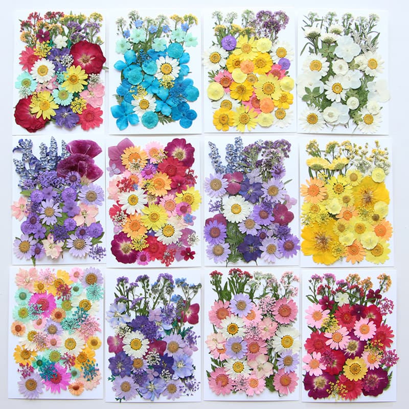 Dried Flower DIY Embossing Material Kit Photography Petal Bookmark Real Flower Glue Dry Leaf Plant Specimen Natural Flower Bouquet
