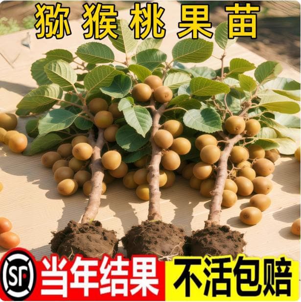 Grafted kiwi seedlings, red-fleshed Xuxiang soft jujube kiwi seedlings, ground planting, bearing fruit in the same year, fruit tree seedlings for planting in both the north and south