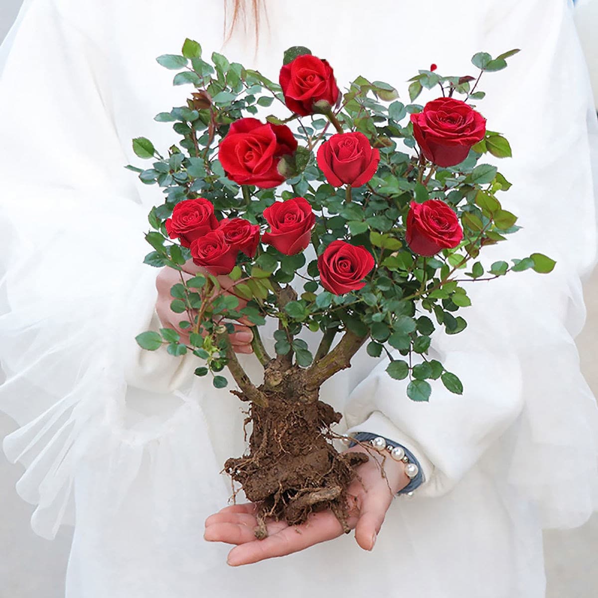 Rose Tree Seedlings Old Root Rose Plants Large Flower Pots Four Seasons Blooming Red Rose Multi-Color Juice Sunny Star