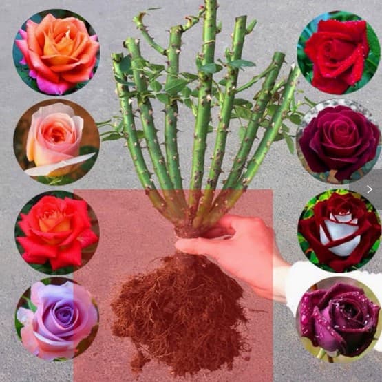 Rose Seedling Old Stump Extra Large Flower with Buds Potted Plant Rose