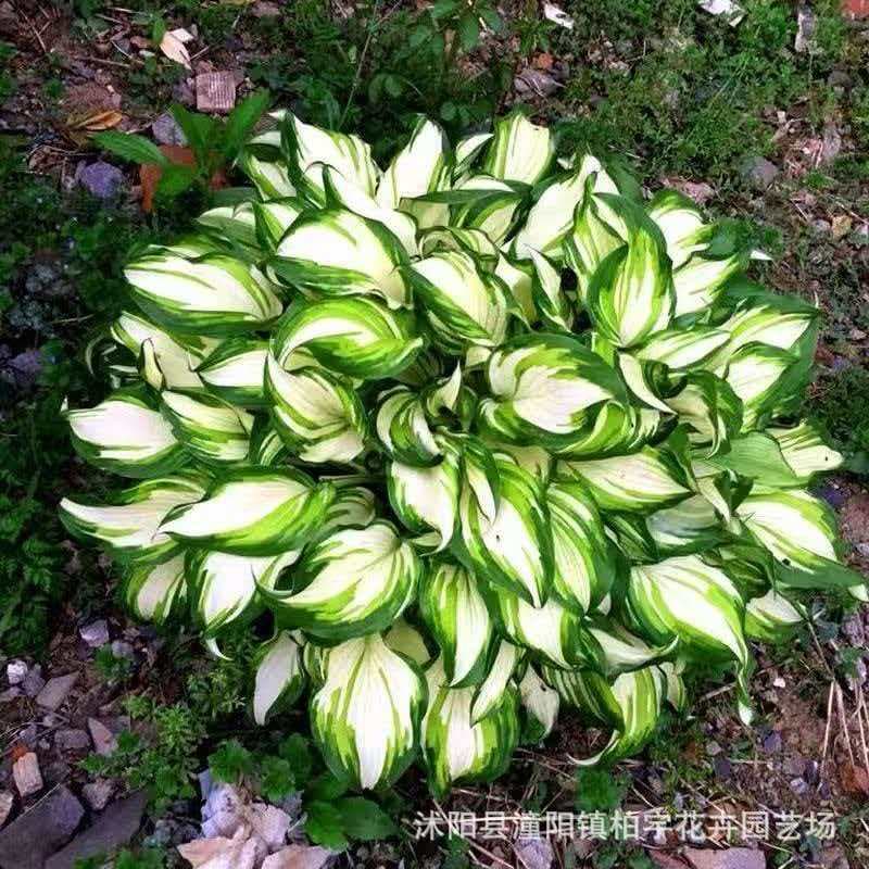 Hosta flower seedlings, perennial root viewing, foliage viewing, colorful leaf hosta flower seedlings, ground planting, hi-yin green leaf hosta flower root seedlings