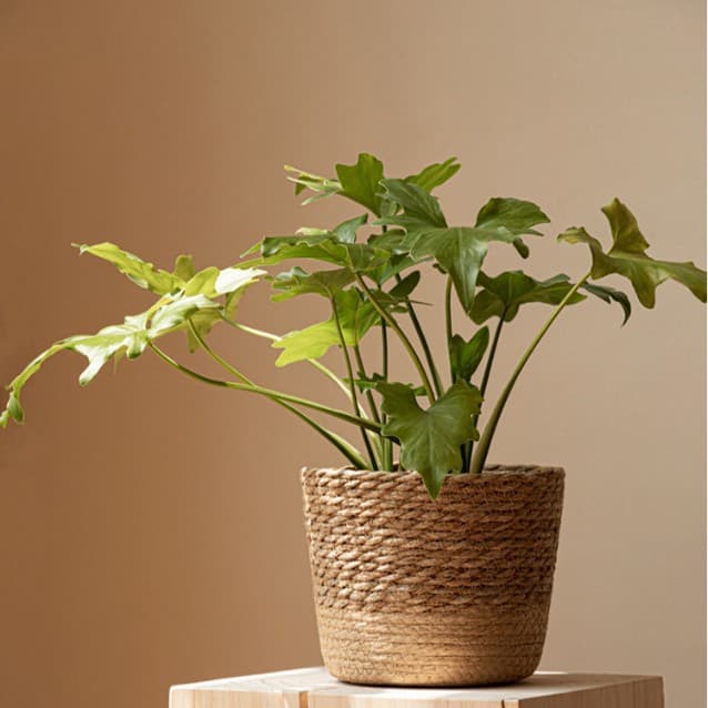 Nordic Style Natural Seagrass Woven Flower Pot, Rattan Plant Green Plant Pot Cover, Home Decorative Basket Storage Bin