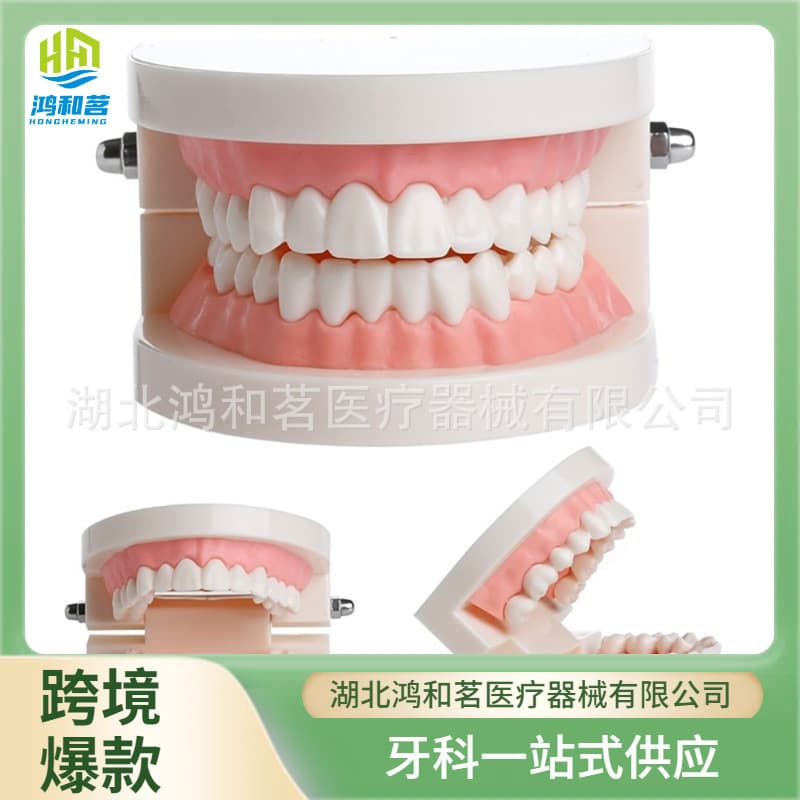 Oral teaching health care tooth model small tooth mold oral supplies kindergarten brushing teaching model