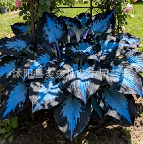 E-commerce sourcing: Hosta seeds, cold-resistant, shade-tolerant, perennial, Jade Spring Stick, White Crane Flower, Jade Bubble Flower seeds.