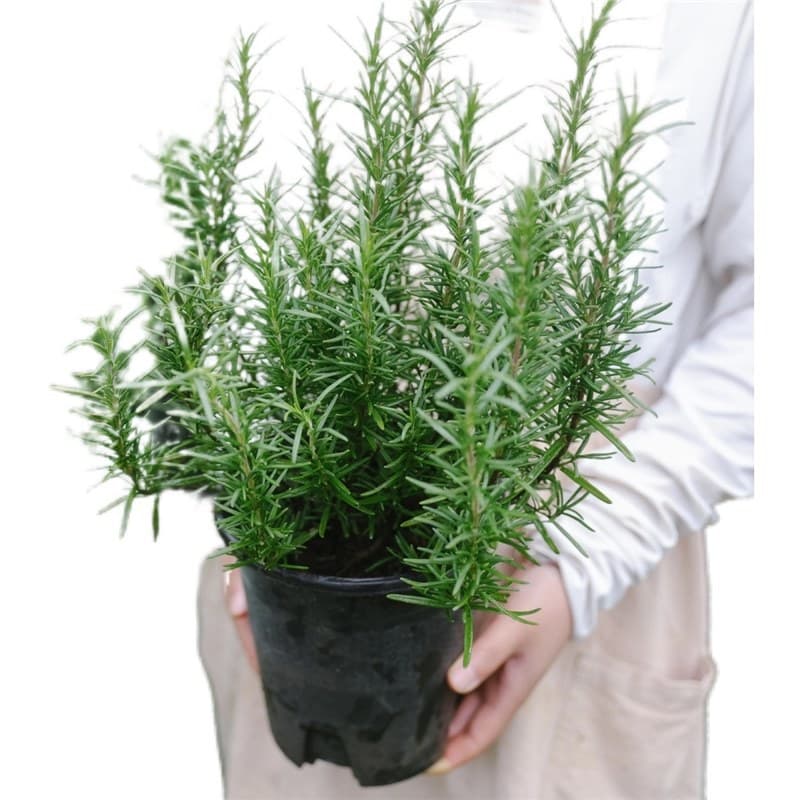 Rosemary seedlings, potted plants, edible mosquito-repellent plants, fresh self-watering rosemary, low-maintenance green plants, large pots for pan-frying steaks.