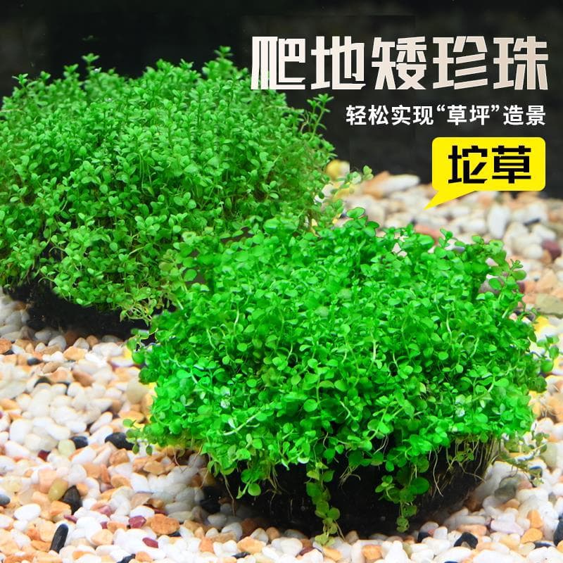 Dwarf Baby Tears Glossostigma Elatinoides Aquarium Carpet Plant Live Aquatic Plant Easy Care