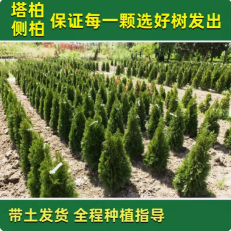Tower cypress sapling festival Tower pine greening cypress saplings pine cypress cypress saplings side juniper cypress evergreen plant tree