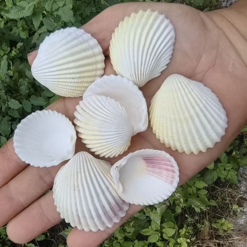 Natural White Shells for DIY Crafts, Painting, Graffiti, Wall Decor, Hawaiian Large White Scallop Shells Wholesale