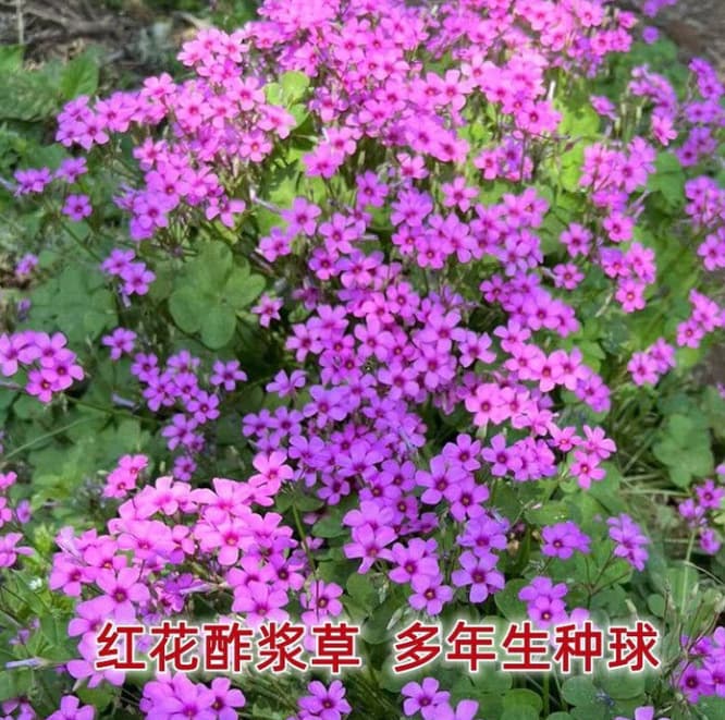 Lucky Clover Bulbs Red Oxalis Bulbs Shamrock Indoor Purple Oxalis Seeds Perennial Potted Plant Bulbs