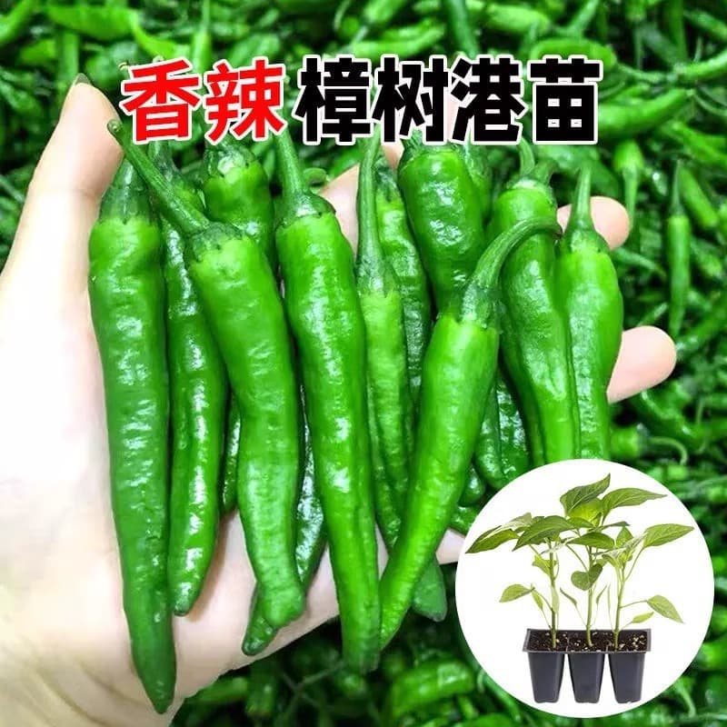 Four Seasons Chili Pepper Seedlings for Potted Plants on Balcony, Zhangshugang Chili Pepper Seedlings, Hunan Small Chili, Bird's Eye Chili, Spring Vegetable Seedlings