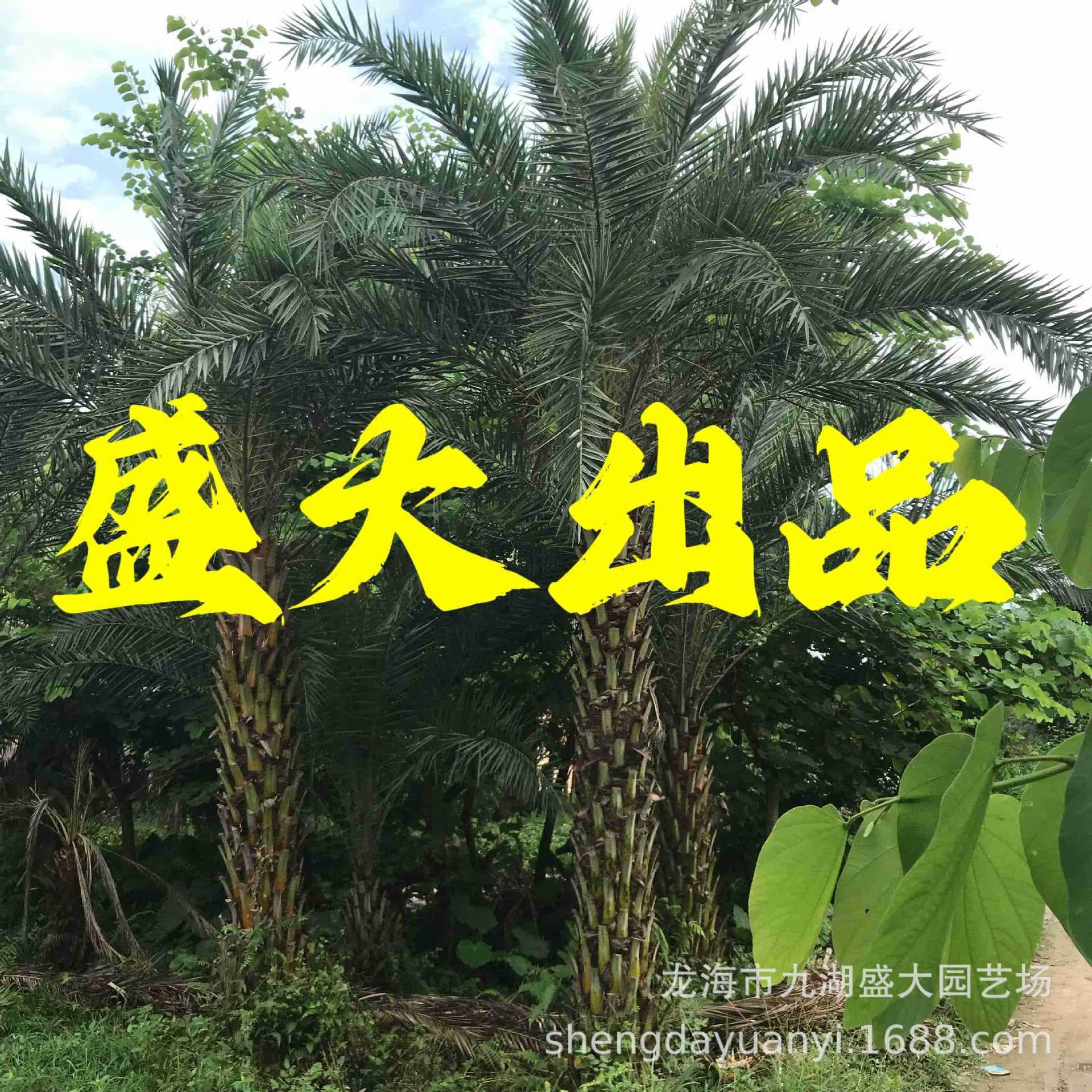 Zhejiang Zhongdong Sea Date Tree, Jiangsu Silver Sea Date Price, Jiangxi Zhongdong Sea Date, Fujian Zhongdong Sea Date Wholesale