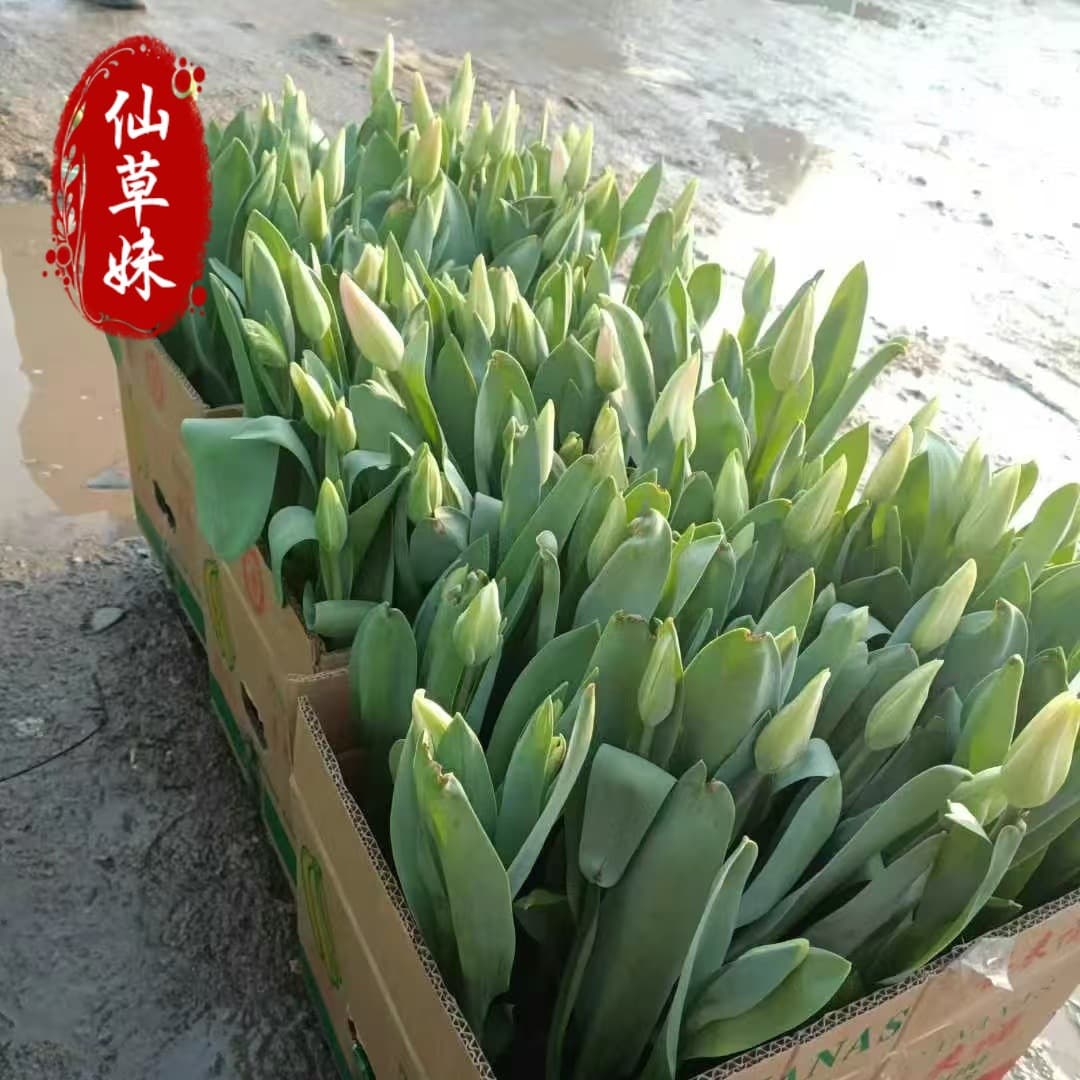 Tulip cup seedlings with buds Tulip potted flower base wholesale May Day seasonal potted plant rental for greening