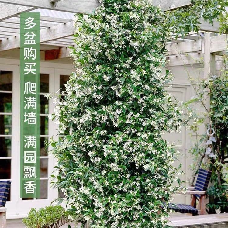 Windmill Jasmine Climbing Vine Potted Silver Jasmine Courtyard Balcony Outdoor Evergreen Aromatic Cold-Resistant Climbing Creeper Vine