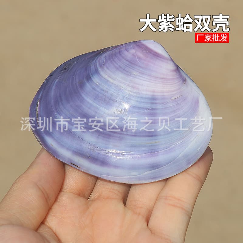 Natural Conch Purple Shells, Double-Shell Purple Clams, Aquarium Fish Tank Decoration, Home Ornament, Creative Gift Wholesale
