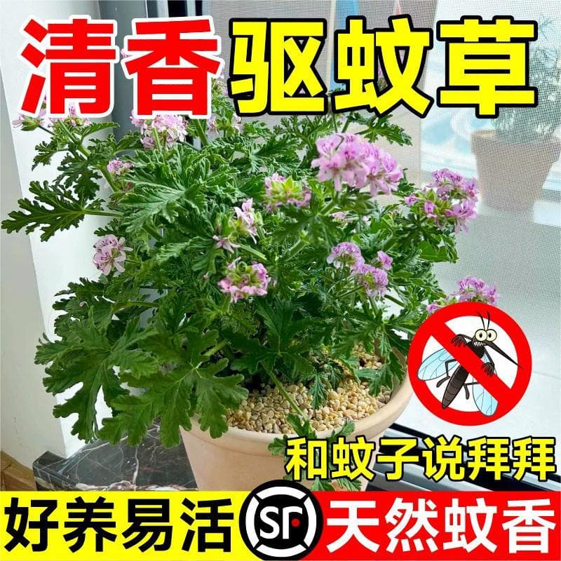 Mosquito-repellent grass, potted plant, mint, indoor greenery, mosquito-repellent seeds, garden scented leaves, geranium, flowering plant, mosquito repellent.