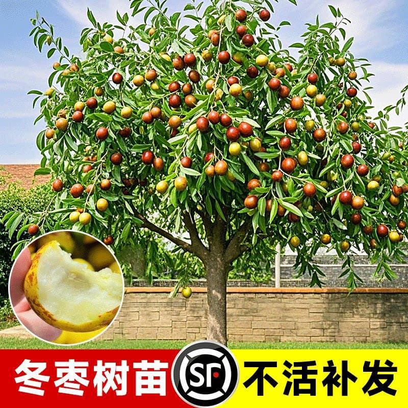 Jujube live seedlings, Zhanhua winter jujube, green jujube seedlings, suitable for planting in southern and northern regions, courtyard ground-planted fruit trees, fruit seedlings, bear fruit in the same year