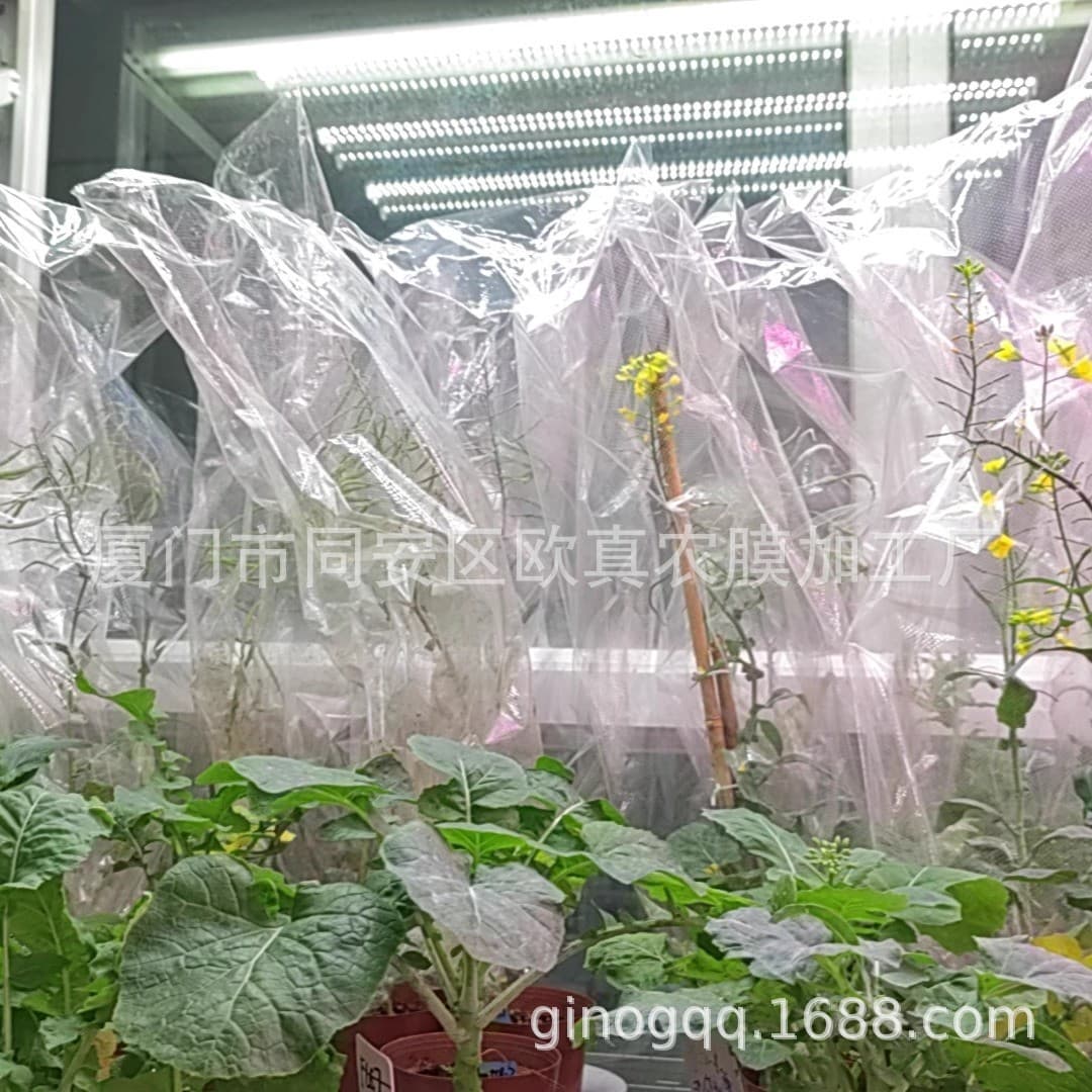 BOPP microporous bags for research institutions: transparent, fine-pore, temperature-regulating, and powder-preventing pollination bags.