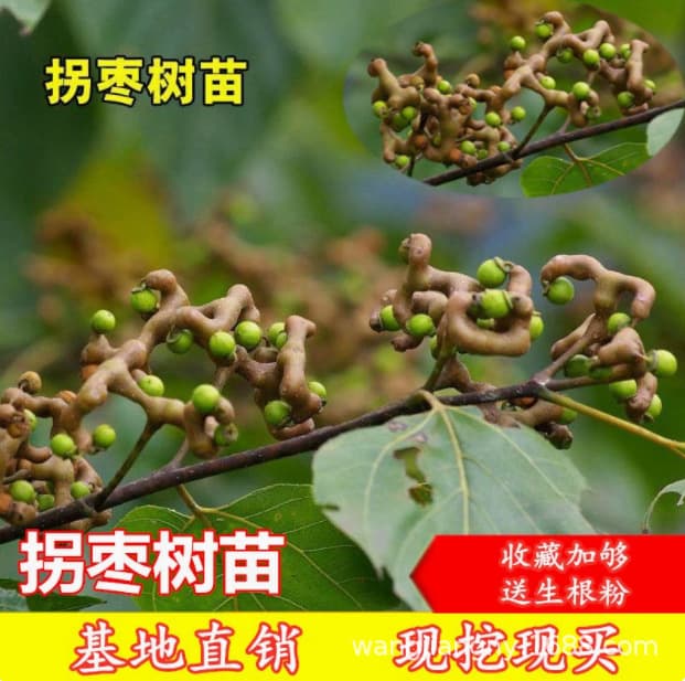 Fruit tree seedlings for sale: Hovenia dulcis seedlings, fruiting in the same year, magical fruit tree seedlings, chicken feet fruit, longevity fruit, golden hook