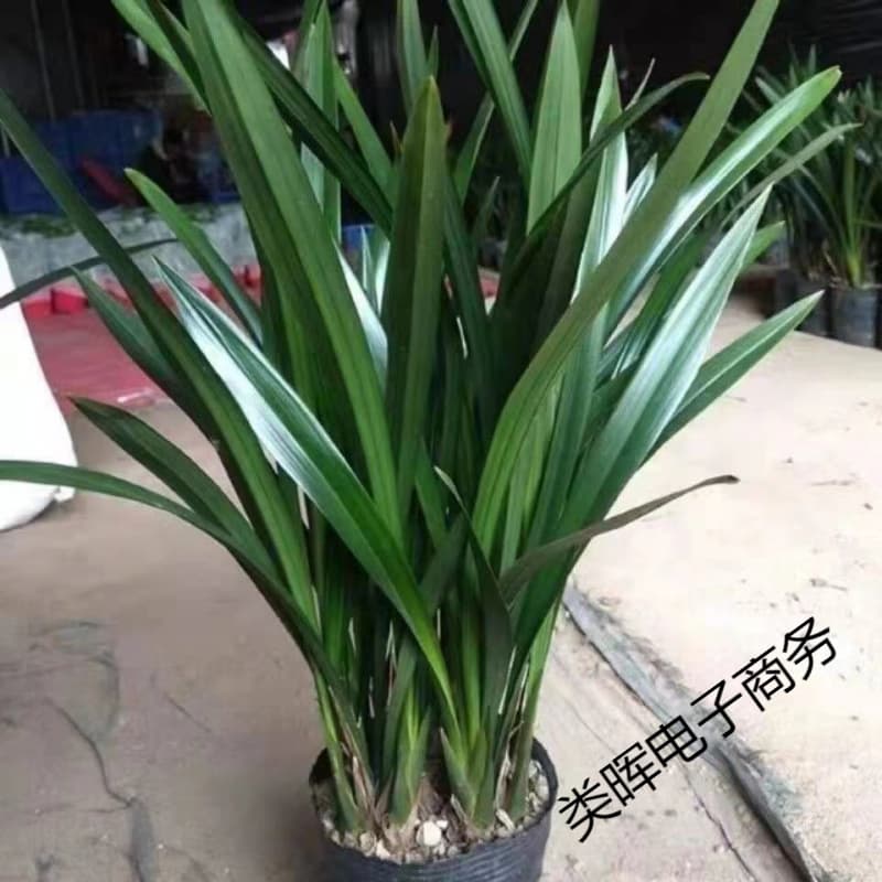 Orchid Blooms in First Year, Year-Round Flowering, Strong Fragrance Mo Lan Seedling, Fills Room with Scent, Indoor Flower for Air Purification