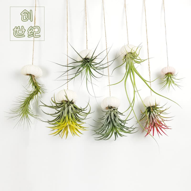 Air Plant Wall Hanging Pot Soilless Plant Wall Decor Pendant Solid Wood Hanger Window Background Ornament