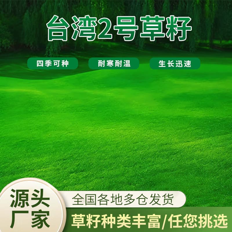 Taiwan No. 2 Grass Seed Lawn Seed Zoysia Dwarf Evergreen Seed Taiwan Grass Seed Taiwan Green Grass Seed