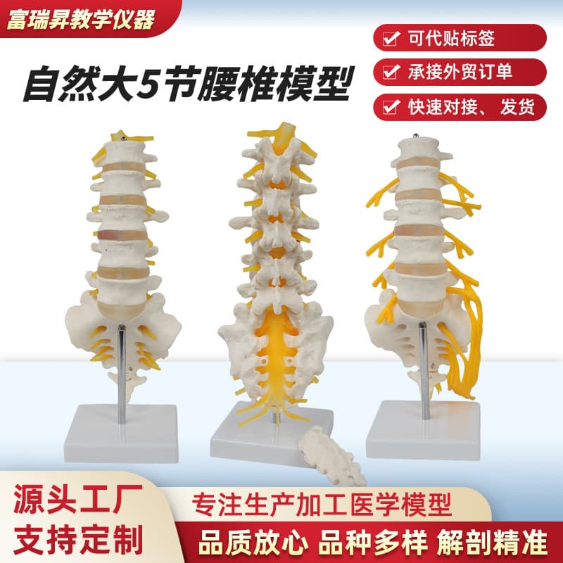 Natural Large 5-Section Lumbar Vertebra Model Human Spine Intervertebral Disc Disease Medical Teaching Demonstration Medical Lumbar Vertebra Model