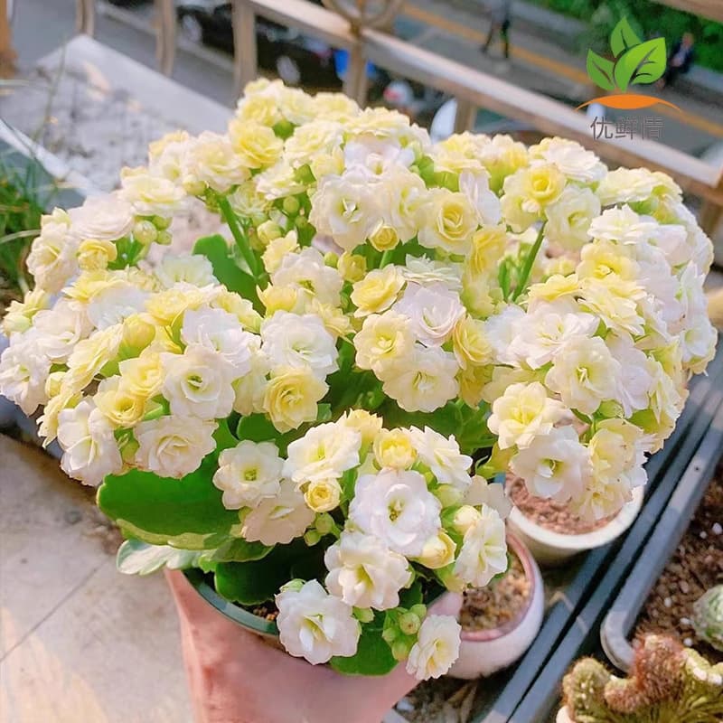 Longevity Flower Seeds - Rare Variety Peach Blossom Face, Double-Petal Large-Flower Mixed Colors, Blooms All Seasons