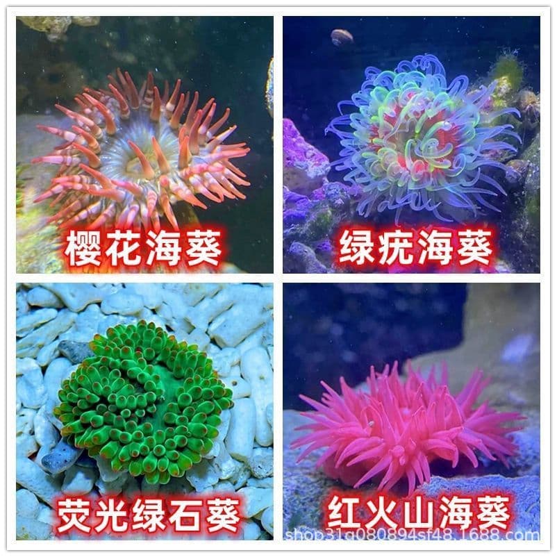 Ornamental Sea Anemones: Cherry Blossom, Green Wart, Red Volcano Live Marine Tank Organisms, Saltwater Pets for Clownfish Symbiosis