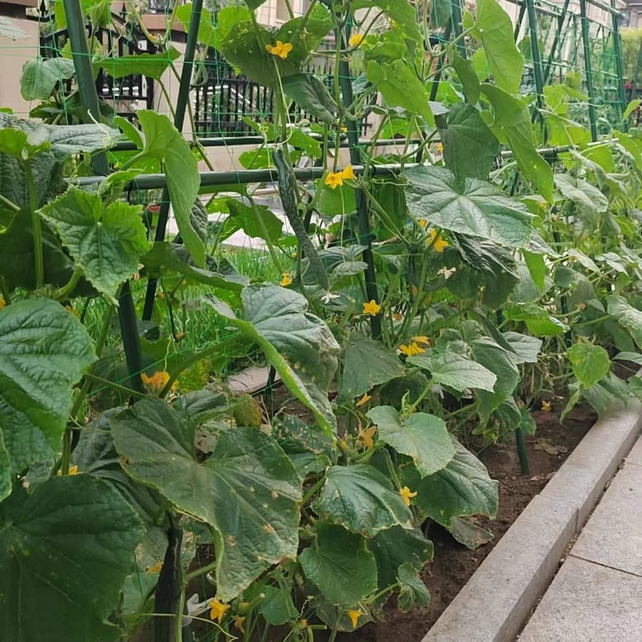 Ready-to-Ship Cucumber Net, Garden Tomato, Watermelon, Pea Plant Climbing Net, Foreign Trade Eco-friendly Polyethylene Support Net