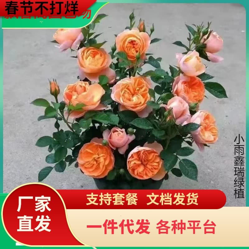 Drop Shipping Shrub Rose Large Seedlings: Autumn Rouge, Juice, Arabian Nights, Strong Fragrance, Four-Season Blooming Garden