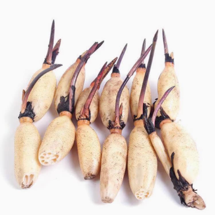 Direct from base ornamental lotus seed lotus root seedlings, lotus root seed seedlings and roots, potted ornamental lotus lotus root seedlings lotus flower seedlings