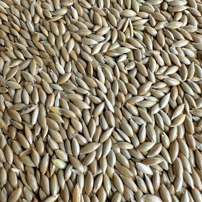 Parrot Bird Food Feed - Canary Seed, White Millet, Canary, Finch, Parrot, Yellow Bird Seed Mix