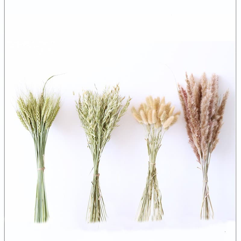 Wheat Dried Flowers, Bunny Tail Grass Dried Flowers, Oat Dried Flowers, Reed Dried Flowers, Photography Props, Decorative Living Room Home Bouquet
