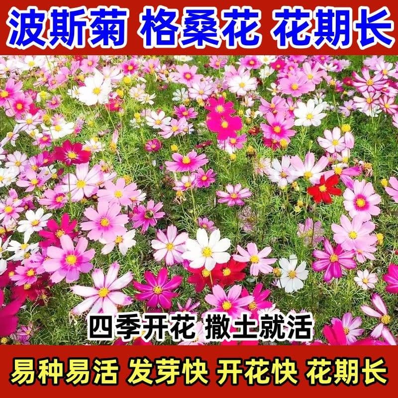 Cosmos seeds, Gesang flower seeds, bloom in all seasons, easy to grow, outdoor garden wildflower mix seeds