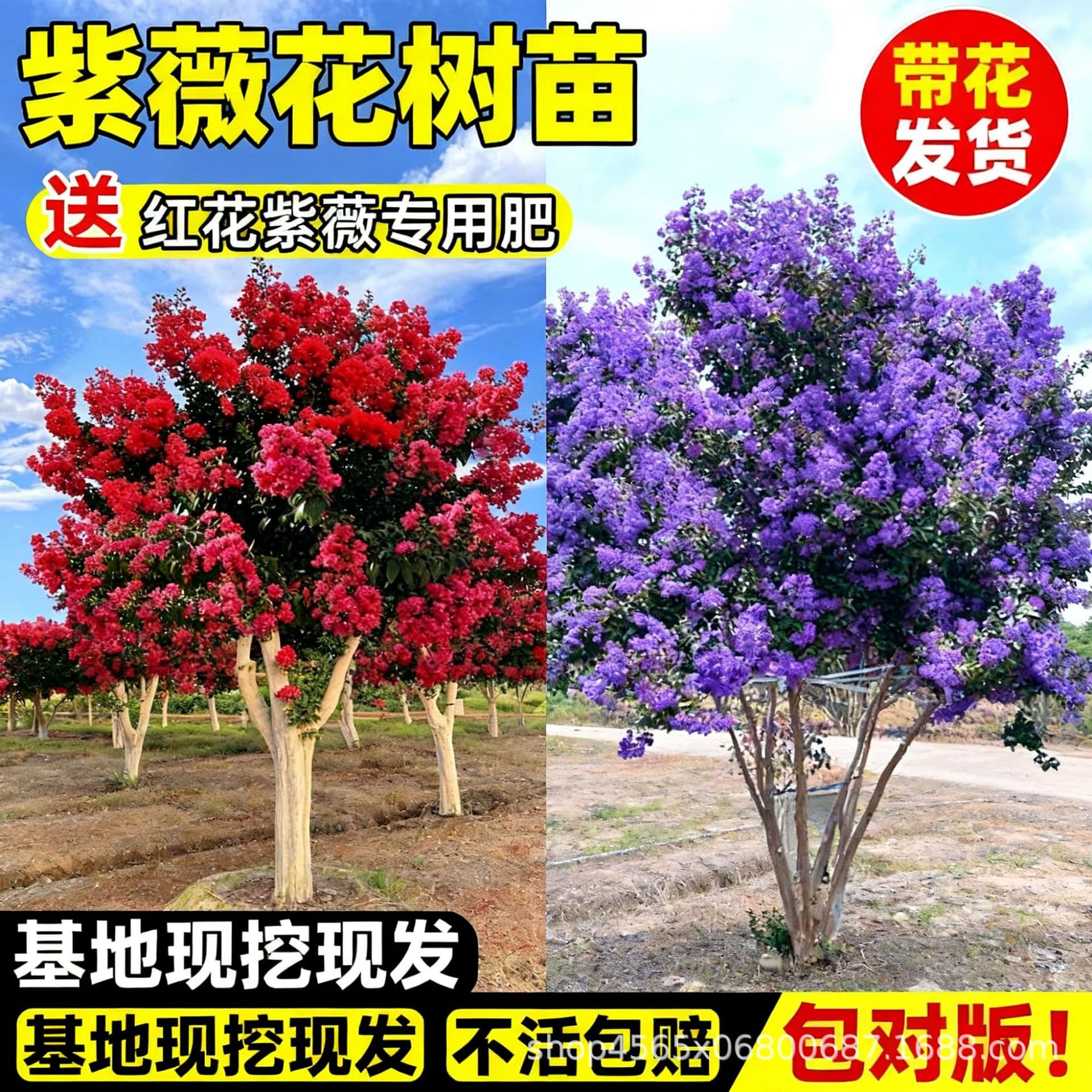 Crape Myrtle Tree Seedling, Courtyard Villa Flower Large Seedling, Outdoor Greening Potted Old Stump, Red Crape Myrtle Seedling