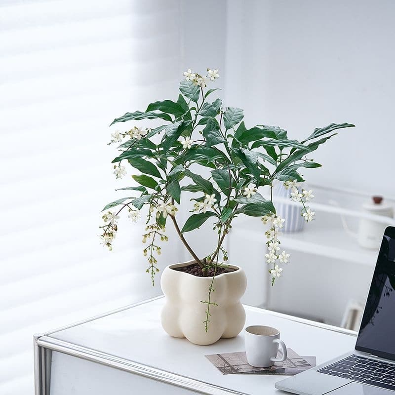 Hanging Jasmine Potted Plant for Indoor Living Room Balcony Office Desk Greenery with Flower Buds