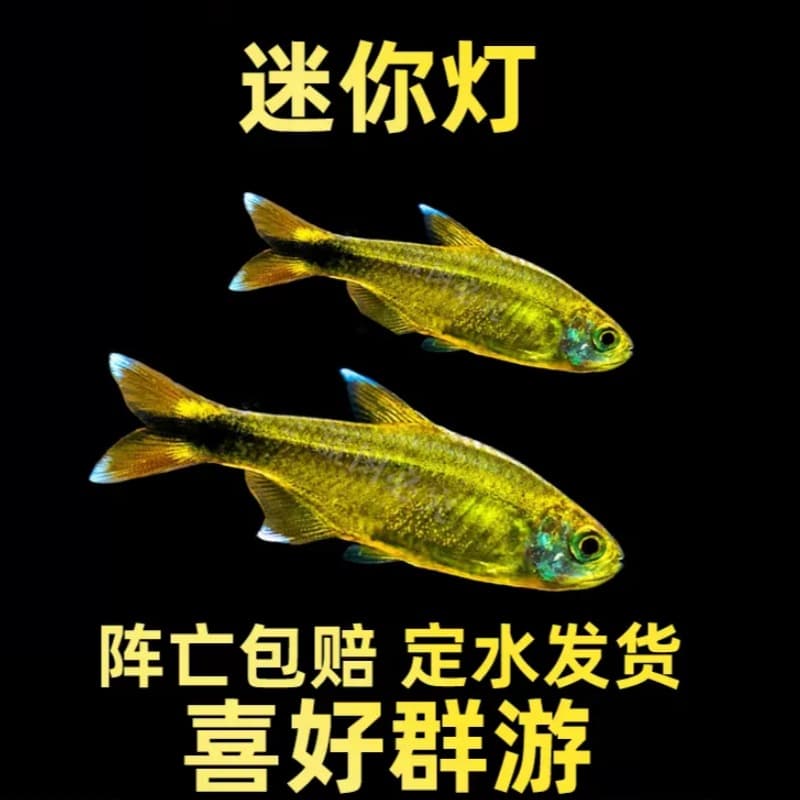 Mini Lamp Eye Fish Live Gold Line Rasbora Tropical Ornamental Fish Live Freshwater Small Planted Tank Schooling Fish Wholesale