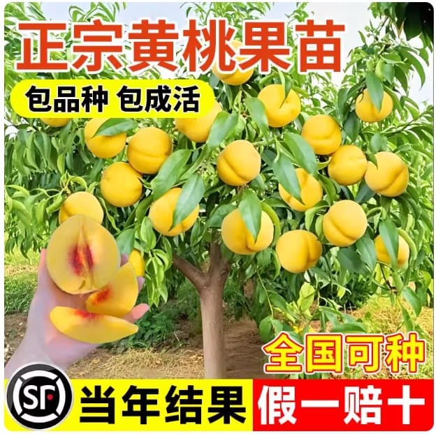 Authentic yellow peach fruit tree seedlings, grafted seedlings, winter peach and nectarine trees, suitable for planting in both northern and southern regions, and raspberry trees in gardens, bearing fruit in the same year.