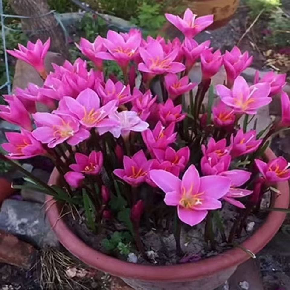 Rain Lily Bulbs Pink Rain Lily Plant Potted Bulb Flower Four-Season Blooming Green Plant Chive Bulb Seedling Rain Lily