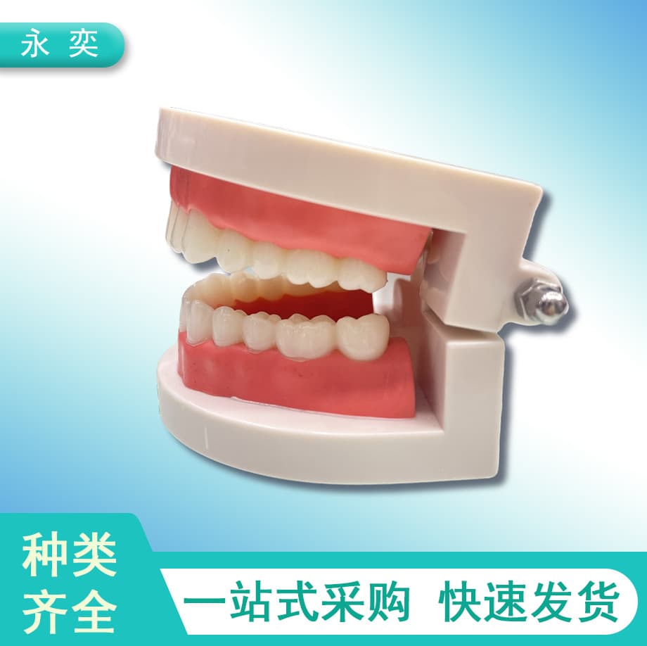 Teeth Model Aesthetic Practice Dental Model Small Tooth Model Kindergarten Brushing Teaching Model Oral Cavity Model