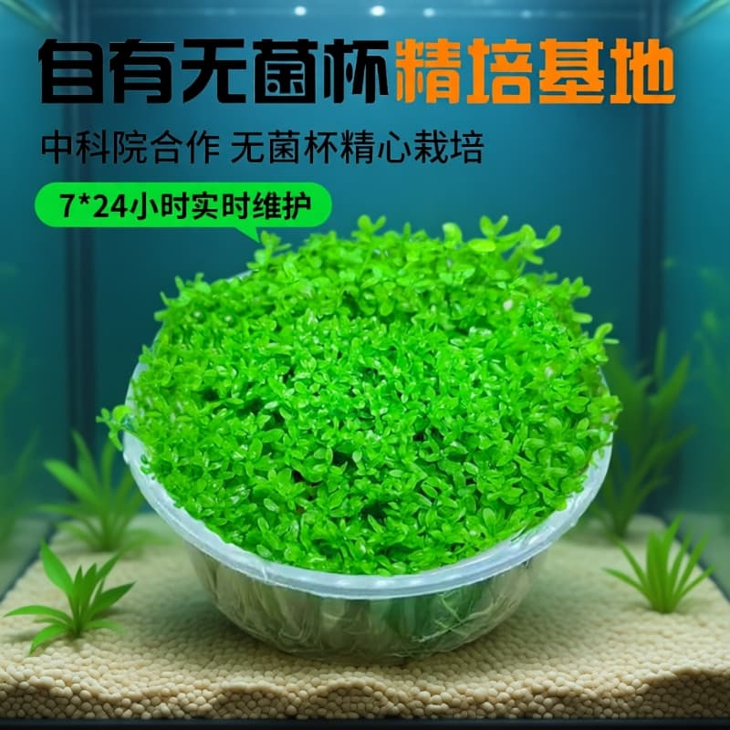 High Pearl Grass Water Plant Cup, Sterile Cup, Japanese High Pearl Plant for Aquarium Landscaping, Shade-Growing, Creeping Dwarf Lawn, Special Use