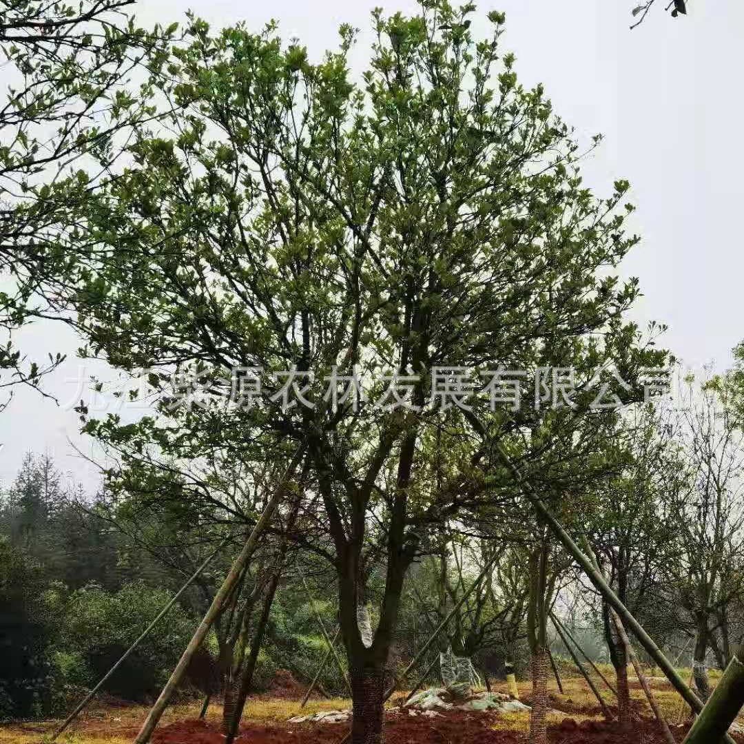 Supply of fragrant bubble trees. Beautifully shaped fragrant bubble trees. Farmer’s fragrant bubble trees. 15 cm fragrant bubble trees. 20 cm fragrant bubble trees.