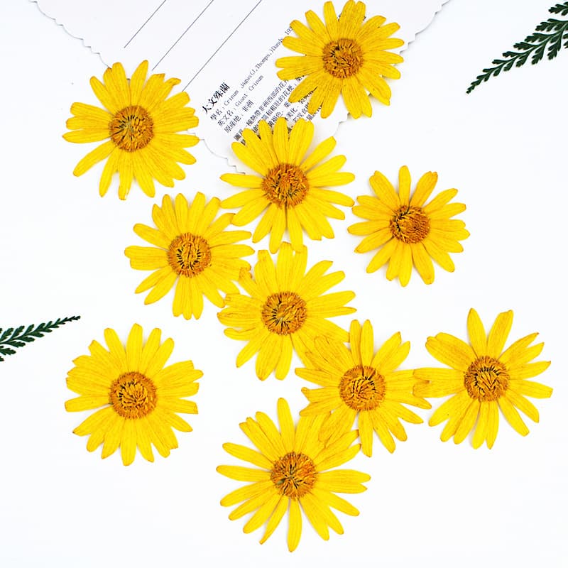 Dried Golden Chrysanthemum Pressed Flower Plant Specimen Real Flower Epoxy Phone Case Desk Lamp Decal Face Decoration Children's Bookmark