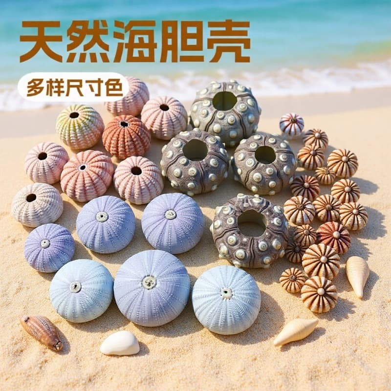 Natural Sea Urchin Shell Air Plant Potted Plant Home Floor Decoration Photography Specimen Collectible DIY Craft Wholesale
