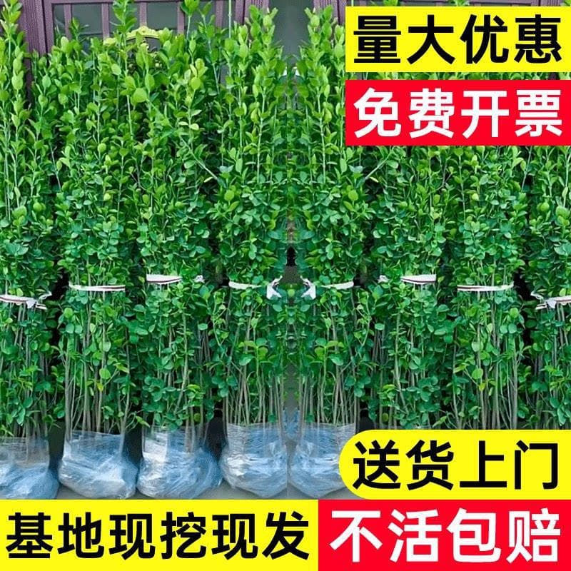Hokkaido Boxwood Holly Sapling Hedge Fence Wall Green Hedge Four-Season Cold-Resistant Greenery Clustered Large-Leaf Landscaping Seedlings