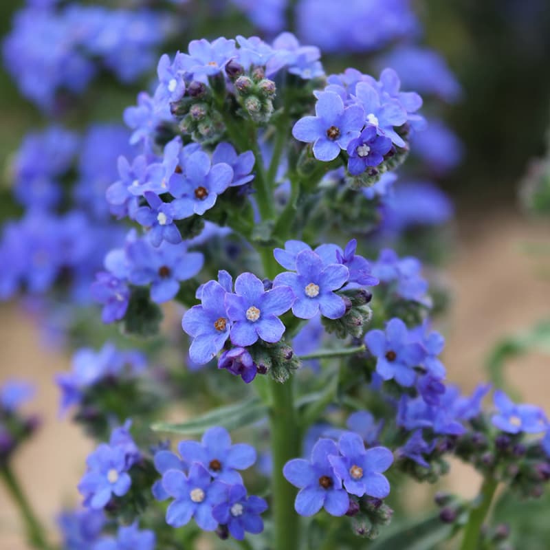 Landscaping Ornamental Flower Seeds South African Anchusa Flower Seeds Flower Sea Landscape Potted Flower Seeds Wholesale